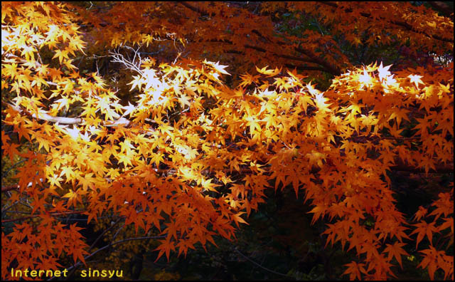 姫宮神社の紅葉