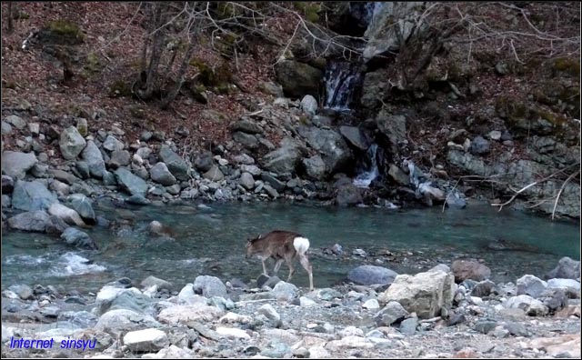 南アルプス山麓で小川の水を飲む雌鹿