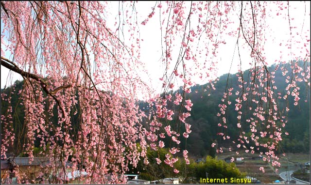 喬木村氏乗りのしだれ桜。