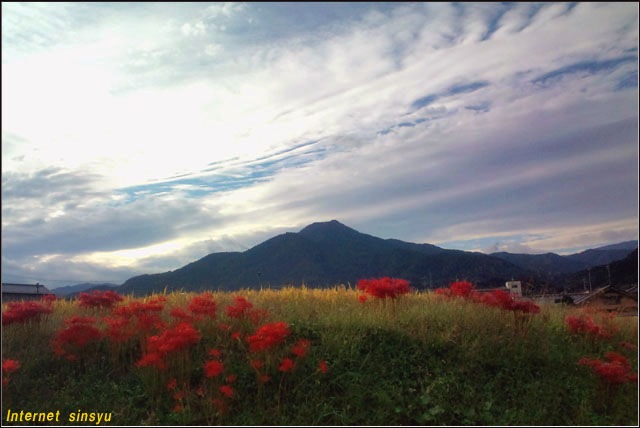 夕暮れ時に田んぼの畦の曼珠沙華の赤い花が風越山を幻想的に彩る．．