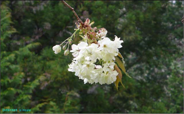 南アルプス山麓の山小屋に咲く御衣黄桜。