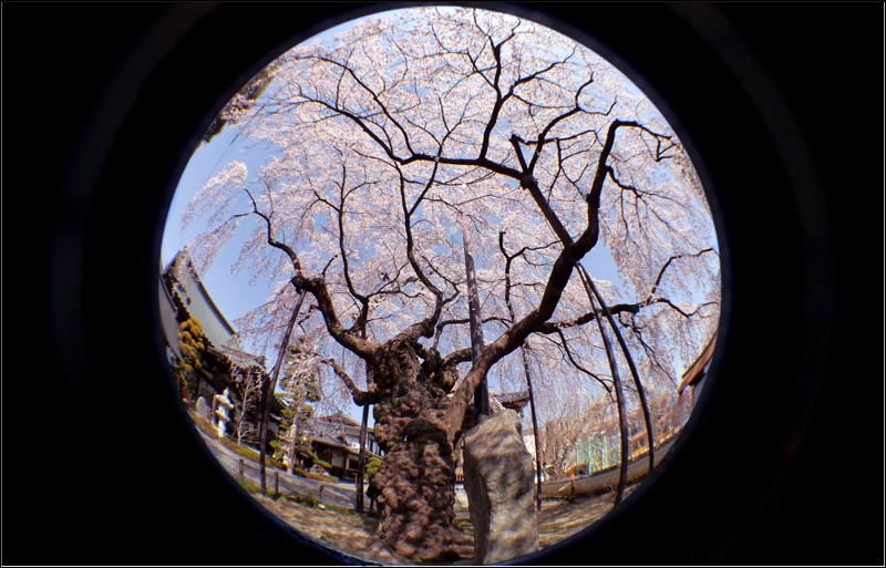 飯田市内　阿弥陀寺のシダレザクラ　樹齢４００年 魚眼レンズで撮影。