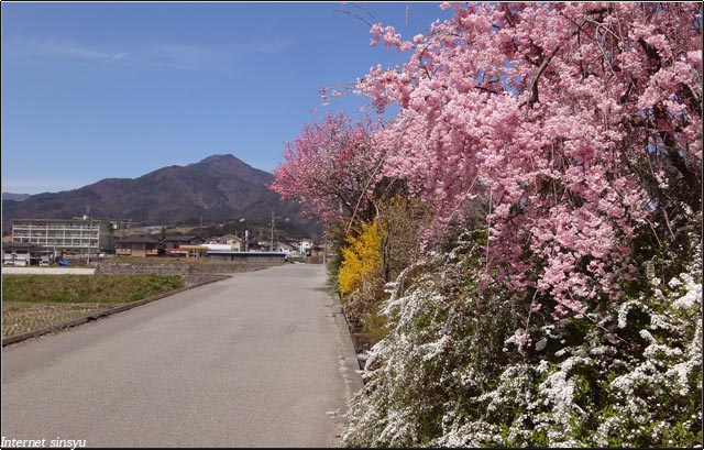風越山と桜。
